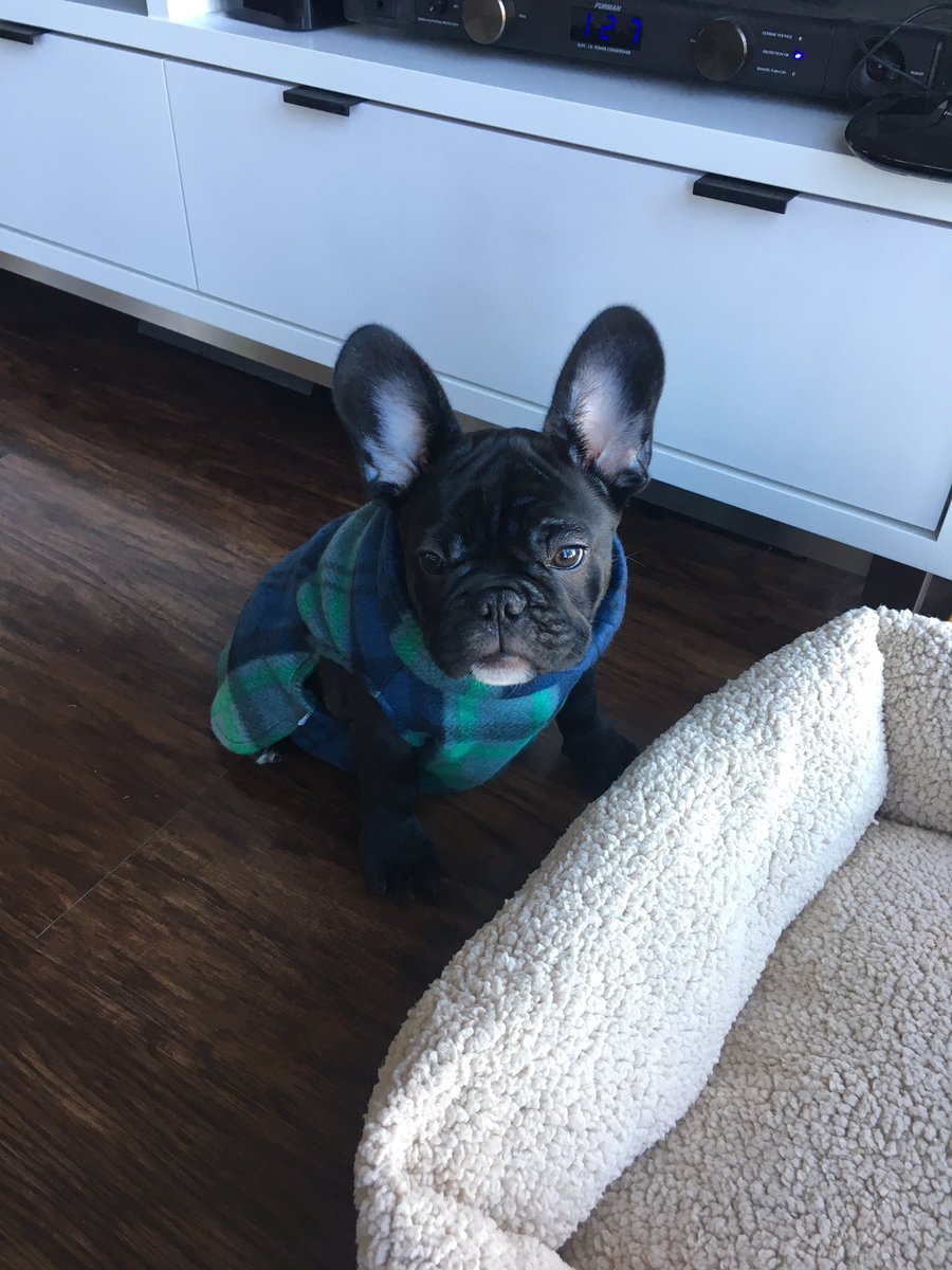 CassadeePope's tweet photo. Had my first sneeze in front of the pup. Needless to say he was confused. https://t.co/inDnXKujCb