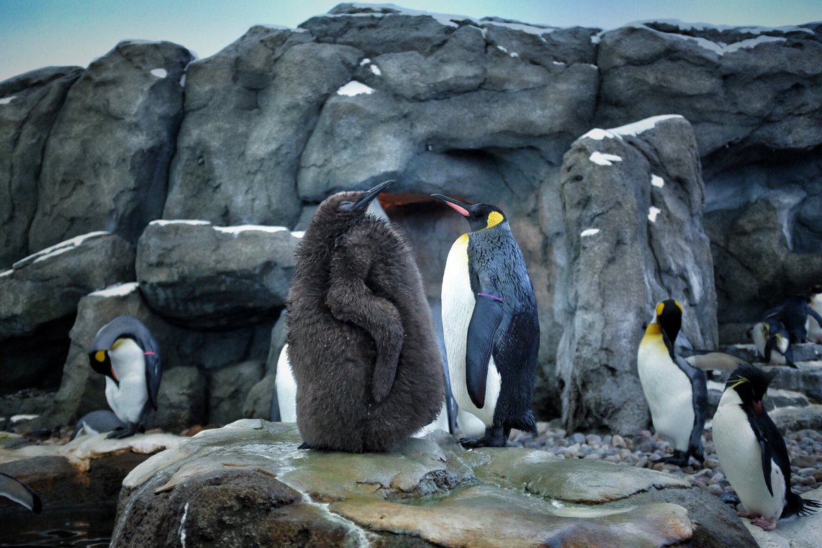 PaulaXBW's tweet photo. When you over ate over the holidays and hope no one notices 🙈🍰🍩🍗@calgaryzoo #babypenguinproblems 🐧 https://t.co/f5WScGgrR4