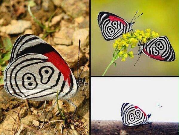 😤 YO!! What if these wings said 17 and 38? That would be fire!! 🦋 🔥