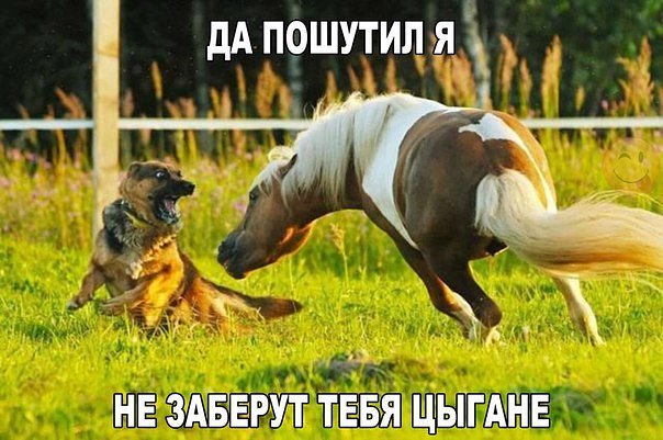самое #смешное (@galichka0406) on Twitter photo 