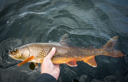 [Going Local] <a href="/AlijaBos/">Alija Bos</a> shares his reasons why you need to plan a trip to northern #SK: ow.ly/omqB307yKkh #ExploreSask #ExploreCanada