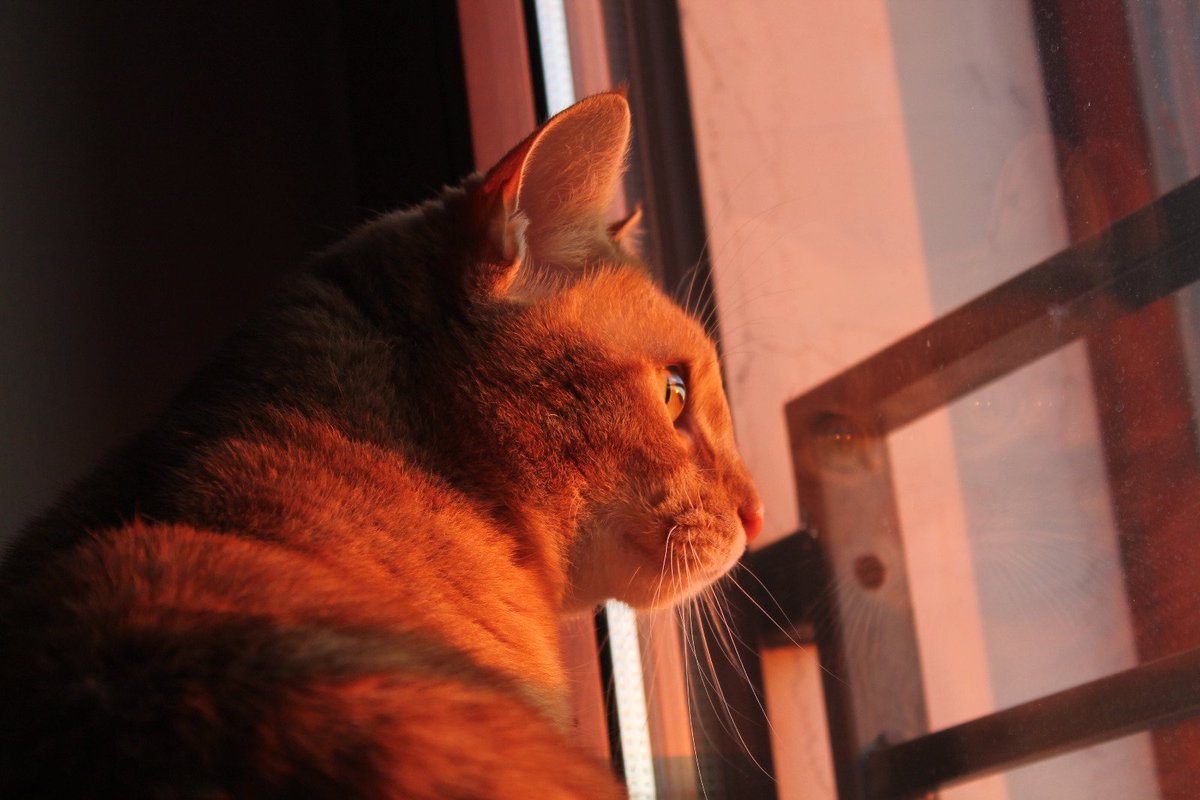 WTFraa's tweet photo. Pure lui è senza parole 🐱 https://t.co/ZggGFPJuCV