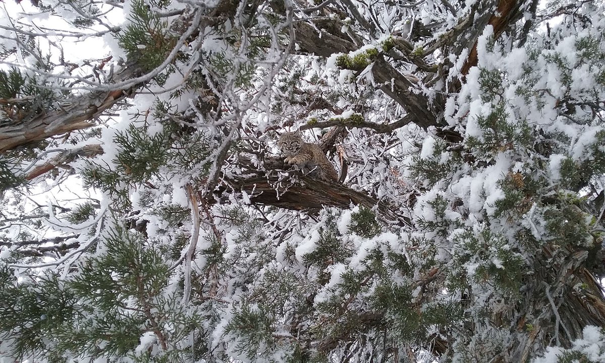 You see some amazing things on public lands like this cute little bobcat hanging out in snow-covered trees #Oregon