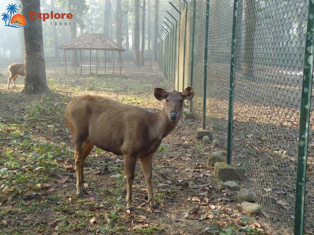 exploretours9's tweet photo. Lataguri Deer Park where nature meets luxuries
https://t.co/4Ew4EgaKLy
#exploretours #onefamilyonevision @ARKAHALDER5 https://t.co/7eeNEOpVMf