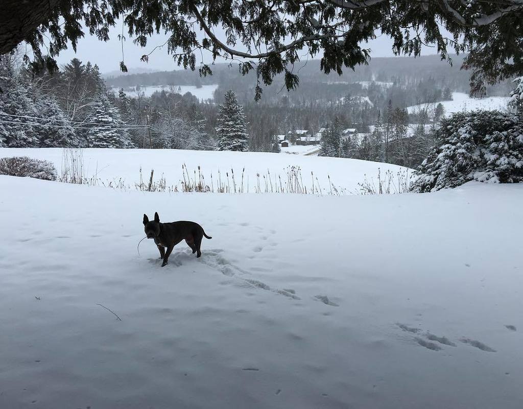 IsaiahTruyman's tweet photo. Pow pow wonderland NE Kingdom VT - thank you 2016... https://t.co/8xvbzxv63c
