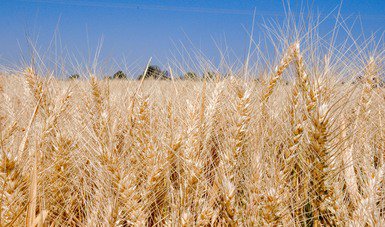 Agricultura_mex's tweet photo. #BuenasNoticias Crece 19% rendimiento en producción de trigo en México https://t.co/D4pkvJZgKI https://t.co/Pgkp0wgBjk