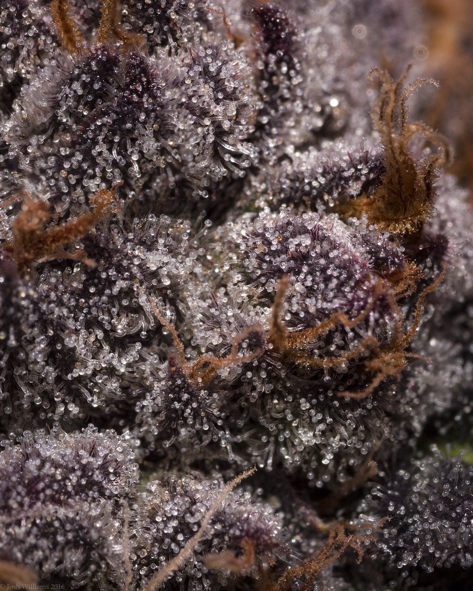 GLPNV's tweet photo. #Repost ใปใปใป
Beautiful macro shot by #joshwilliams of our #5thcycle #notill #livingorganicsoil grown #lavender https://t.co/KD5PfabToO