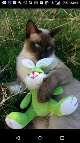 Erkek siyam kedisi Pars, Antalya Konyaaltı Uluç Mahallesi'nde kaybolmuştur. Görenler için irtibat: 05066725202