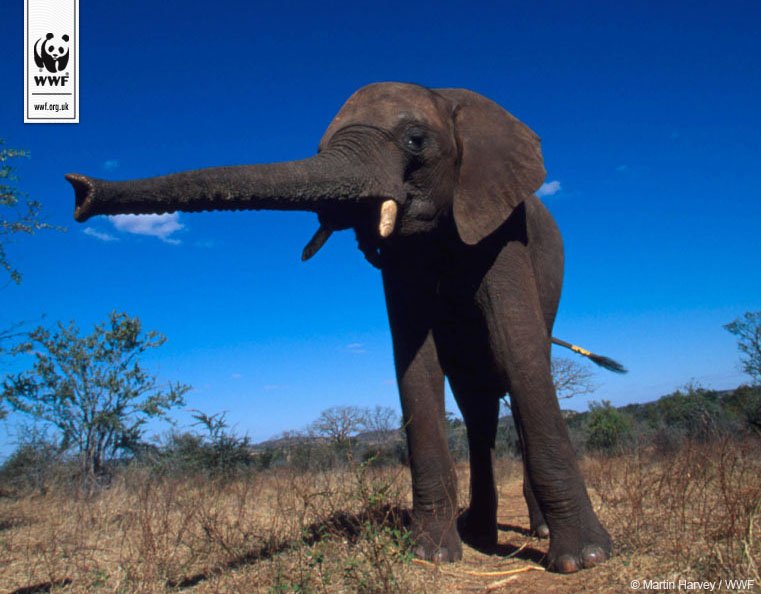 wwf_uk's tweet image. GOOD BREAKING NEWS: #elephants - China announces timeline to ban domestic #ivory trade by end of 2017. Our statement po.st/koCO48