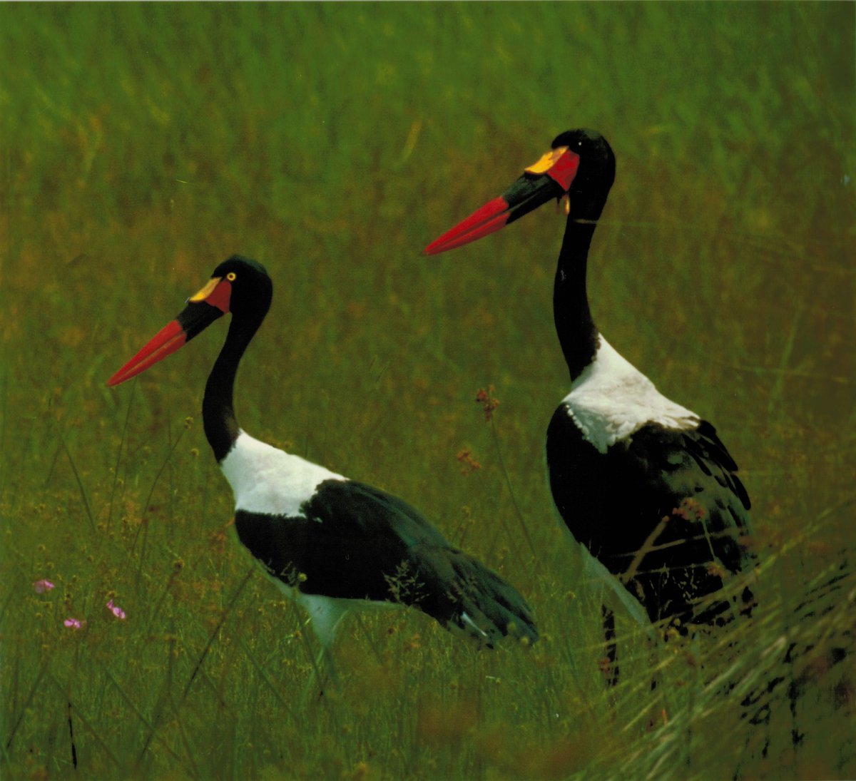 MichaelSLewisMD's tweet photo. "Every generation laughs at the old fashions, but follows religiously the new."--Henry David Thoreau #photography #storks https://t.co/yvc5I6dc41