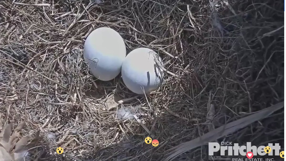 10TampaBay's tweet photo. #HATCHWATCH2016: New photos of the eggs, Harriett and M15, and fish for lunch. Watch eagles here: https://t.co/a6Rr39LybM https://t.co/kPRp3yxY4w