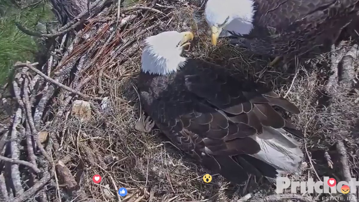 10TampaBay's tweet photo. #HATCHWATCH2016: New photos of the eggs, Harriett and M15, and fish for lunch. Watch eagles here: https://t.co/a6Rr39LybM https://t.co/kPRp3yxY4w