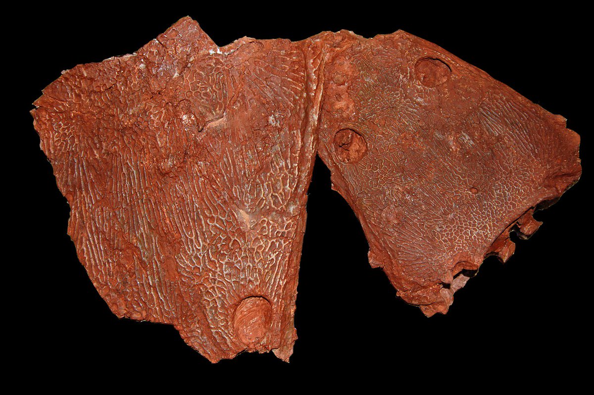 EJIP2026's tweet image. Metoposaurus algarvensis, temnospondylio gigante do Triásico Superior da Penina (#Algarve). #Triasic, #vertebrates, #amphibians