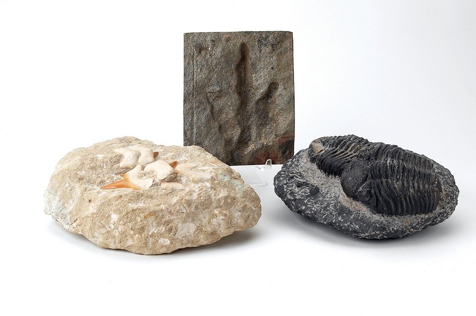 NLDayExtra's tweet photo. Tho not known for its dinosaur #fossils, CT has a stunning history of fossilized #dinosaur tracks. https://t.co/ckwDT4OlLW @dinosaurplace https://t.co/p6XI4SbWB0