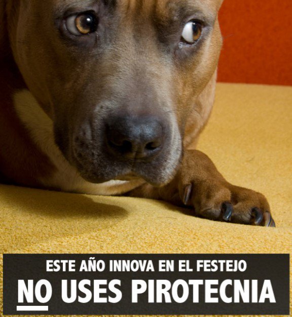 ¡Recibamos el año nuevo de otra forma!  🐶🐱🐤 ¡Feliz 2017!
