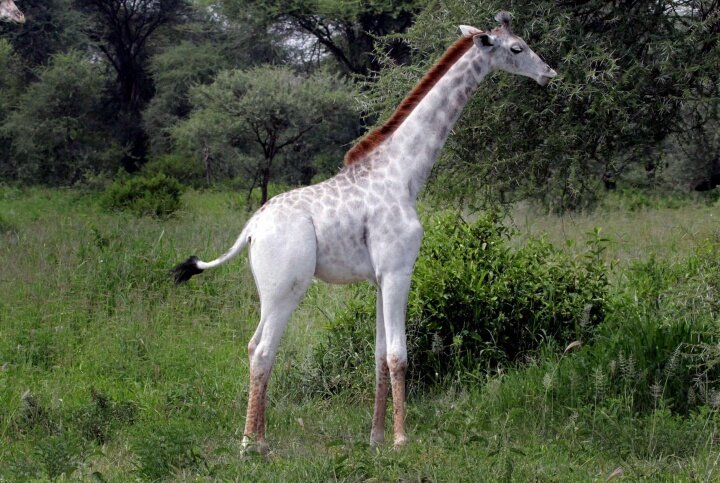 incredibleviews's tweet photo. This is Omo, he lives in Tanzania and is the only known white giraffe in the world. https://t.co/5g6QUINqCp