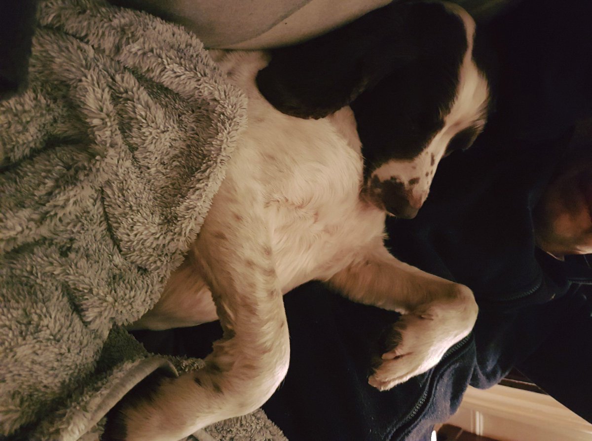 @MadDogPets perfect cuddles #ilkley #doggydaycare #dogwalking