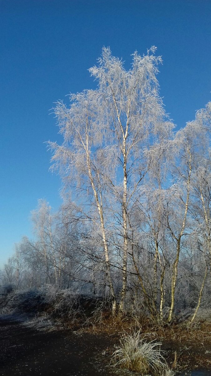 MutenRoshi__'s tweet photo. C’était juste féérique sur le Terril de Pinchonvalles ce matin ❄️✨ #courir https://t.co/saaBKvuLyb