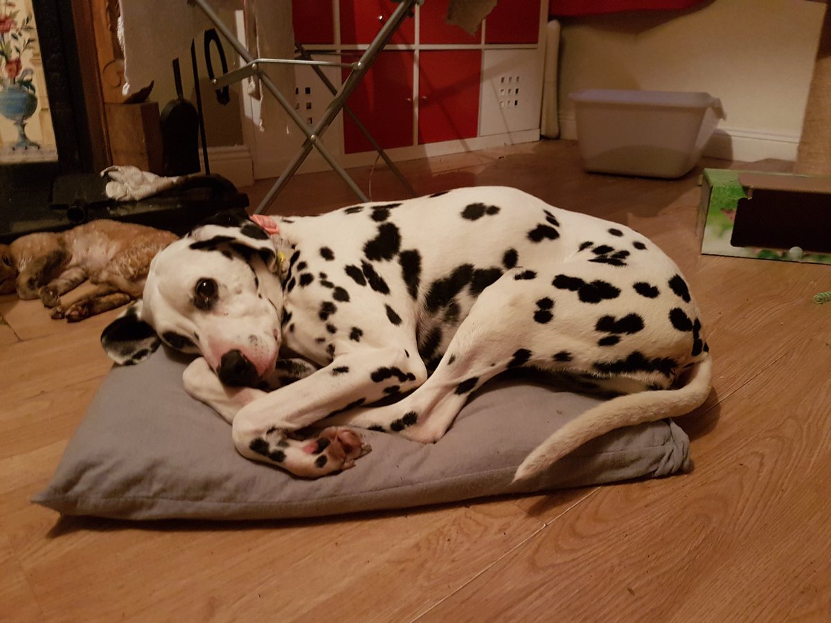 MrCrunchiebar's tweet photo. The dog is forlorn because the broadband is down on new year's eve eve
#1stworlddogproblems https://t.co/dSYC3bmCkh
