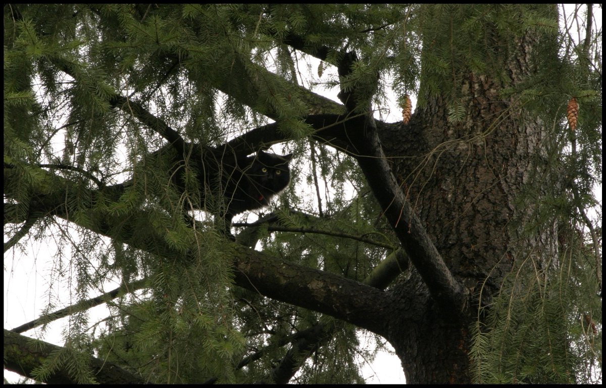 themellowing's tweet photo. This is Data, my #blackcat adventure kitty in full #exploration mode today🌱
#nature #familiar #ohdata #meow https://t.co/I3EzLCfuDd