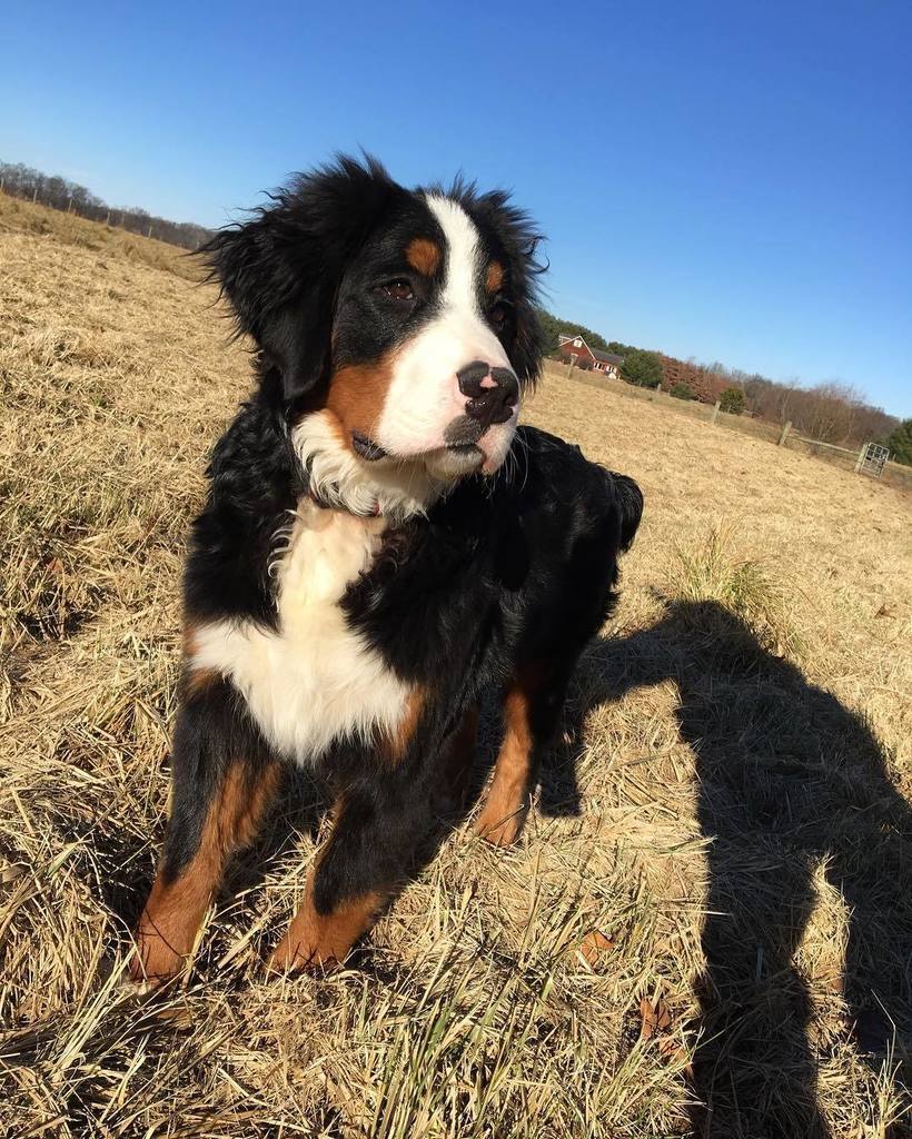 Chauncey #dog #field #bernesemountaindog #stillapuppy #puppy #97acres ift.tt/2ilWcYL