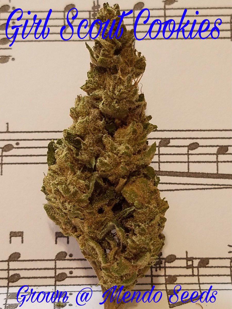AbsolutOrganics's tweet photo. On the menu now! https://t.co/wz0y73O2ZV #Mendoseeds #dank #420 #peninsuladelivery #bayareadelivery #sungrown #pesticidefree #gotdank? https://t.co/6YmaDMkxuj