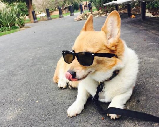laura_nelson's tweet photo. 2016 continues to get worse. Sutter Brown, California's "first dog," has died. 💔 https://t.co/fEIxrRcI1s https://t.co/XiIUg2ZPcE