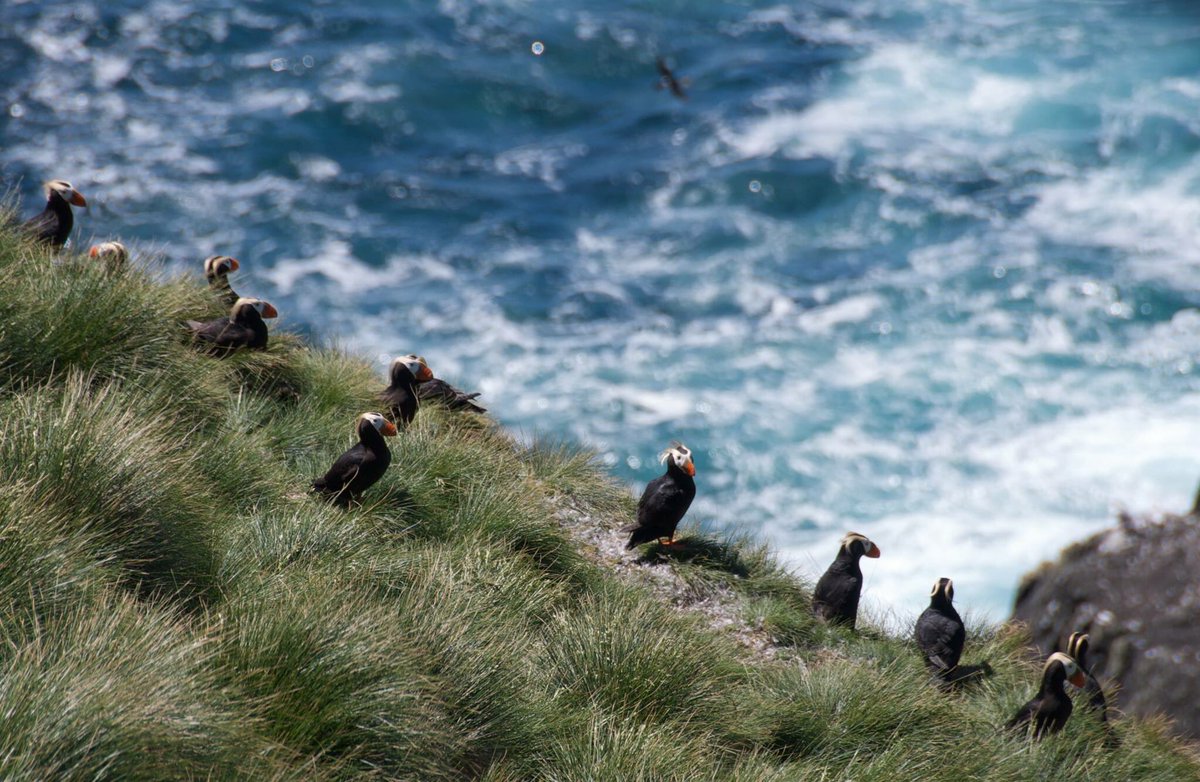 CPAWSbc's tweet photo. Draft regulations published today for Scott Islands marine National Wildlife Area need serious improvement https://t.co/hpfdxjogVZ @cpaws https://t.co/6yB6oyFodY