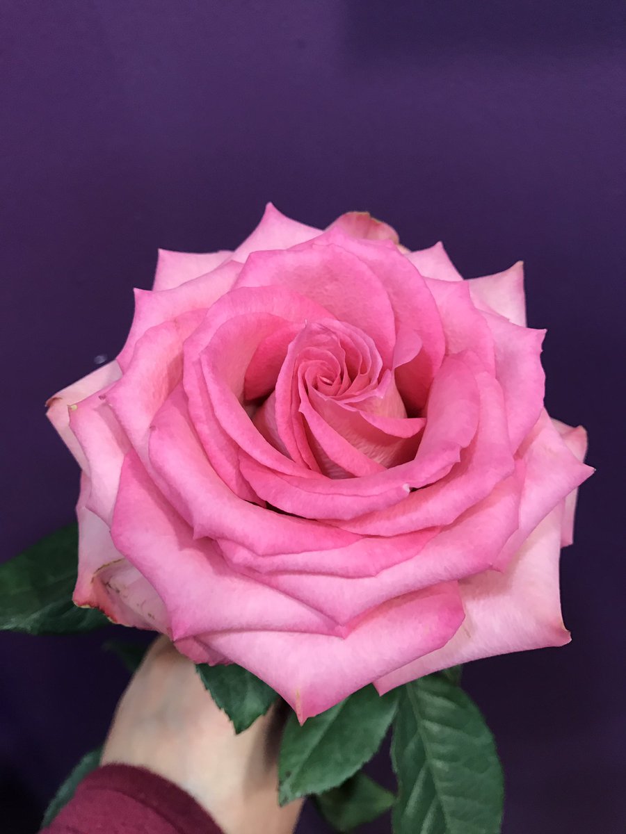 thanksabunch16's tweet photo. I'm liking Roses from Ecuador!I have to admit, as a Dutch rose lover these roses, Sweet Unique are stunning!#sweetunique #whatsnottolike https://t.co/rgUx3Apy0H