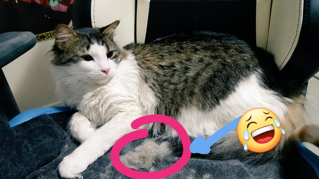 Deiakz's tweet photo. Sorteo pelo de mi gato
Para participar RT y escribir Miau https://t.co/pCRQDr48fl