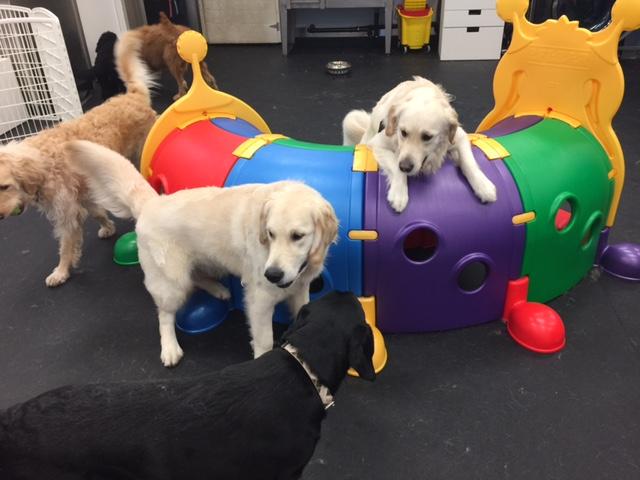 Have a #pawesome day! #dogsoftwitter #dogsofvancouver #yvr #kerrisdale #dogdaycare #playtime #goldenretriever