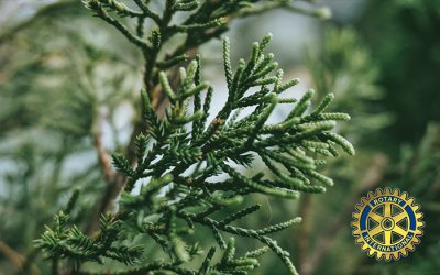Tomorrow is the last day to view the trees at the #Canmore Civic Center. Before your #NYE 🥂, enjoy the lights one last time this year.
