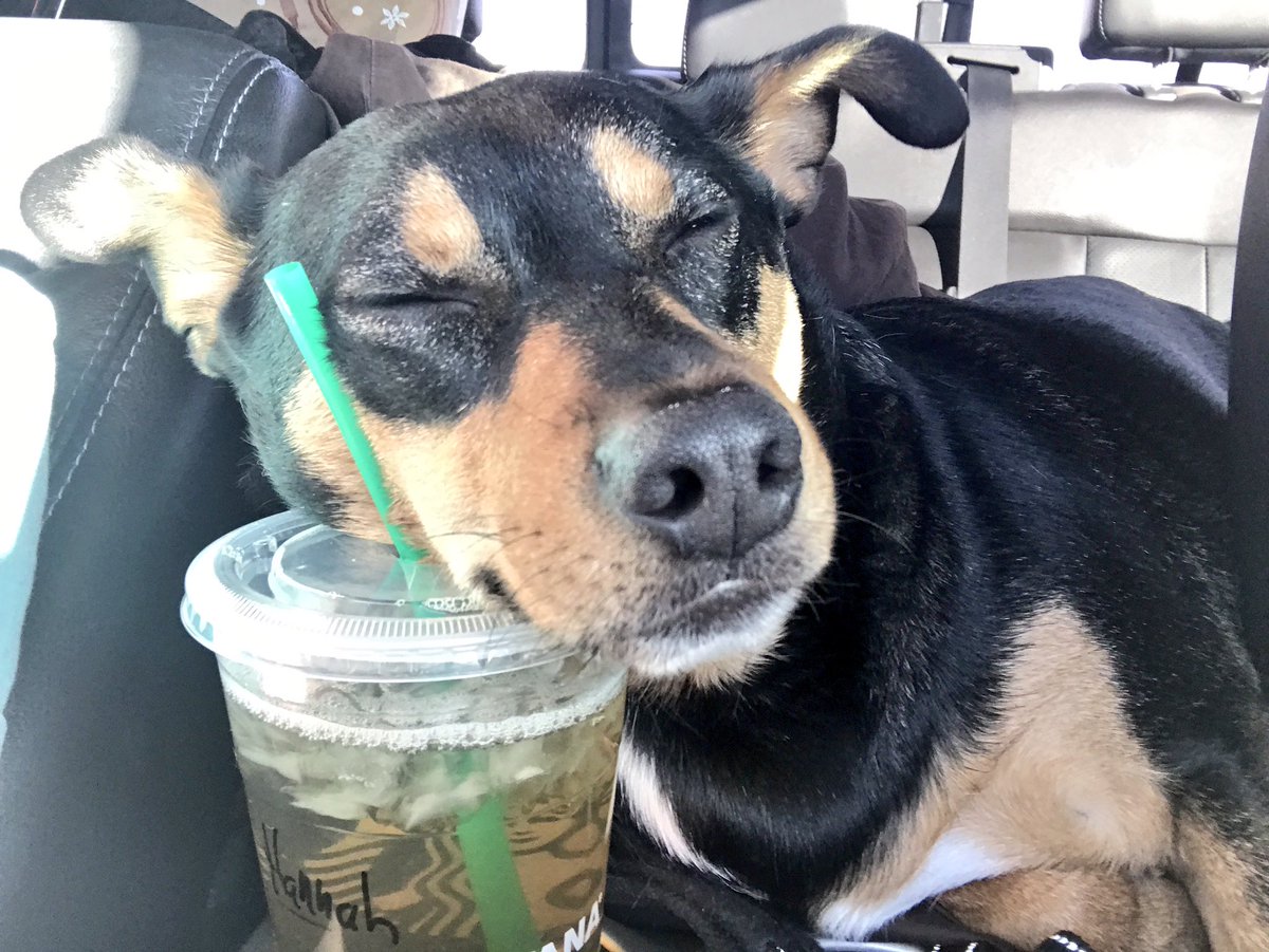 Hannahnanelle's tweet photo. Road trips are ruff. #needcaffeine #basicdog @Starbucks https://t.co/yiJu4mz5i2