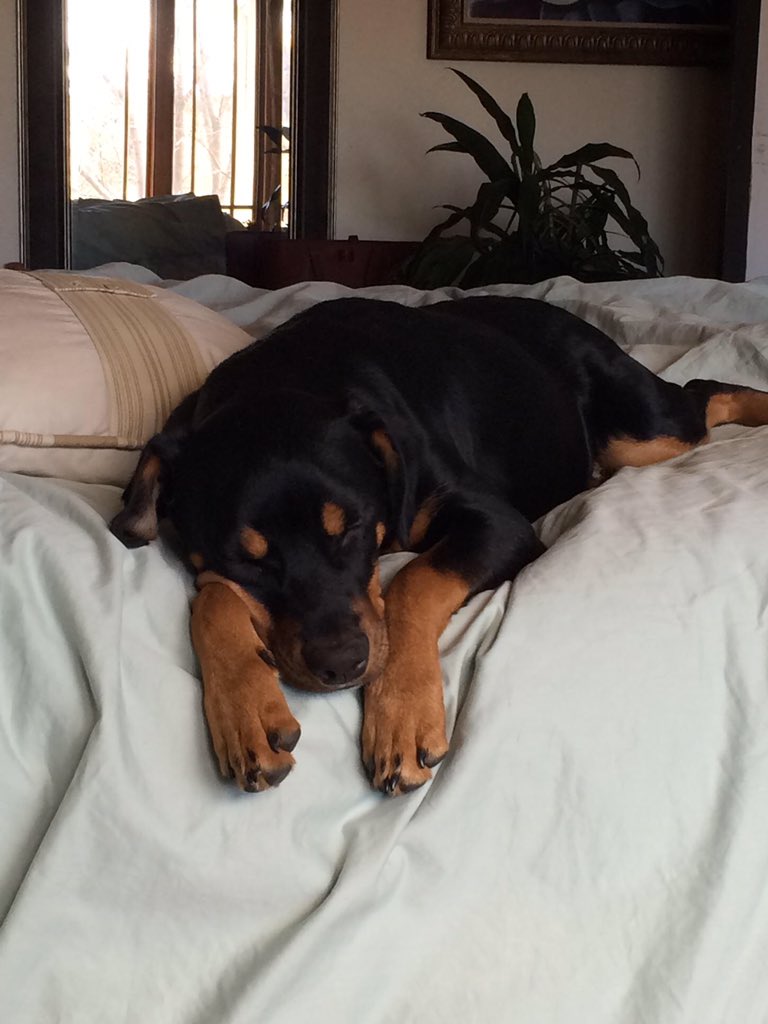 RXpetvits's tweet photo. Friday Vibes ✌🏼️

#TGIF #puppiesoftwitter #cuddles #health #veterinarymedicine #wellness #sleepytime https://t.co/kE1fepKWIL