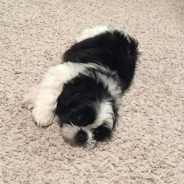 dogloverstagram's tweet photo. Busy puppy day... I'm pooped : @sweetmurphy
-
-
#puppylove #doglover #dogoftheday #instape… https://t.co/acgYjSfEfg https://t.co/948aj4n8m5