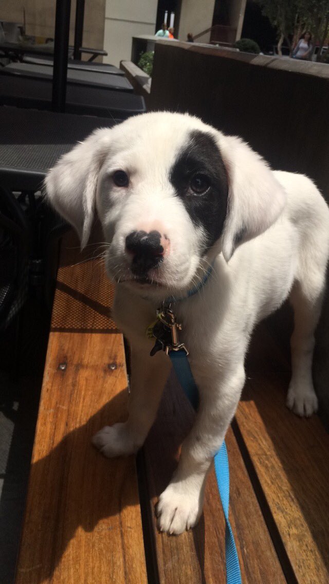 FischoutaWater's tweet photo. @yzzysizzle Found myself financially capable of spontaneously adopting a dog https://t.co/R2YrChkN6E