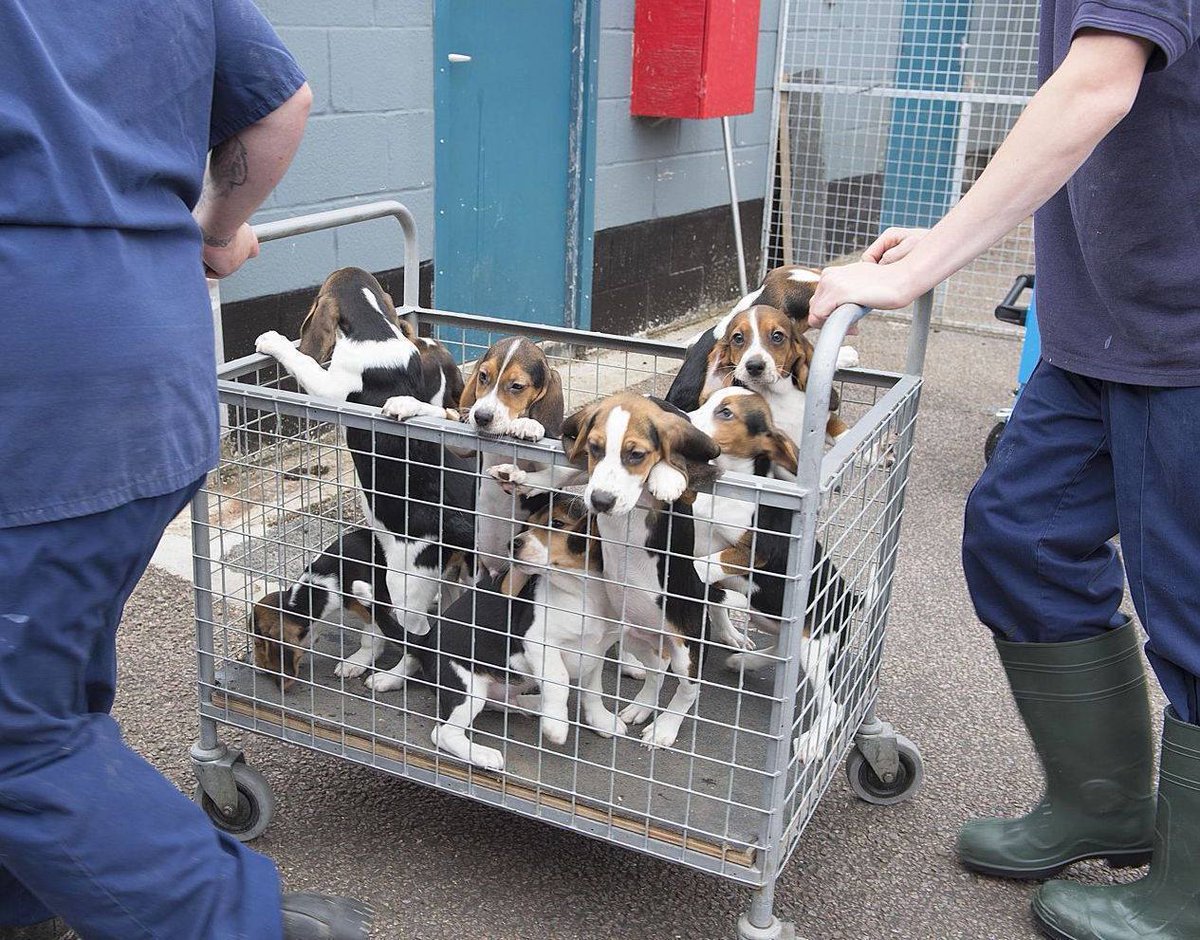 Beagle Freedom Project tweet media