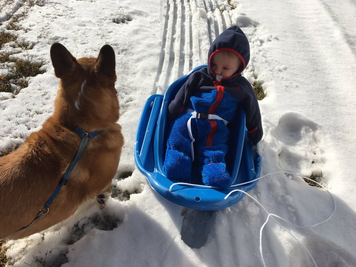 anya_mueller's tweet photo. We attempted to #sled ... #notenoughsnow #toocold #corgi https://t.co/HHso1mU0Fi
