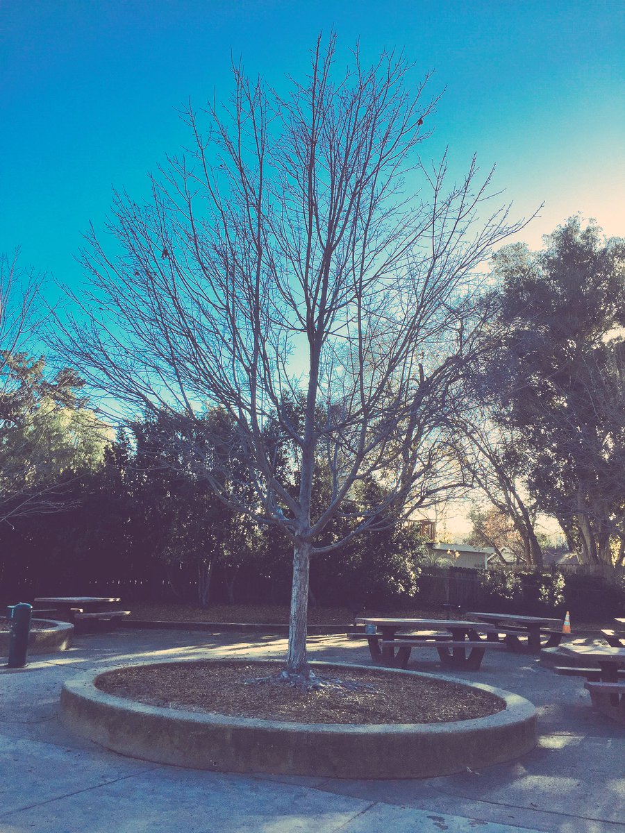 MsMMula's tweet image. #TeachPhotoChallenge #KQEDTeach #lighting #goldenfilter