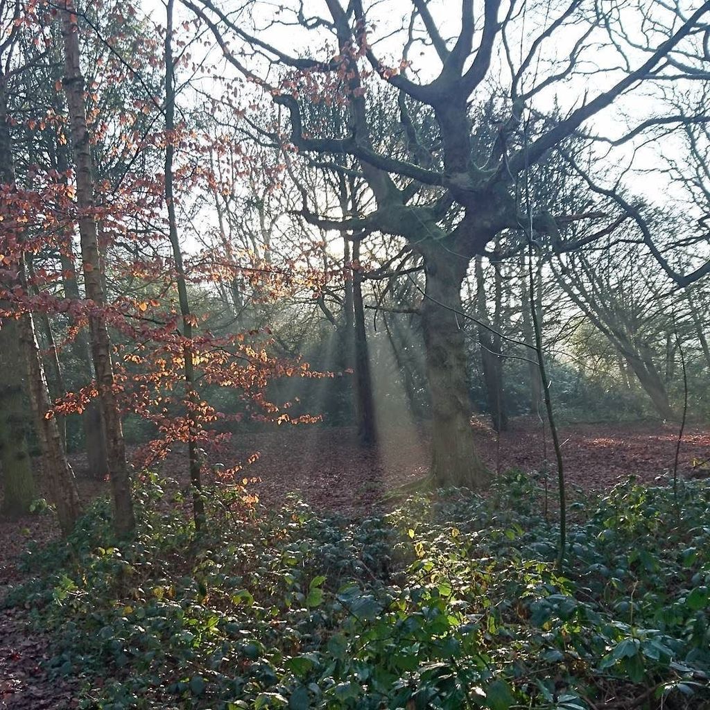 NicsNotebook's tweet photo. #decemberreflections2016 Thank you for... 💖 Beautiful December sunshine, magical woods & t… https://t.co/RudixgWq5U https://t.co/oMms34p9Wt