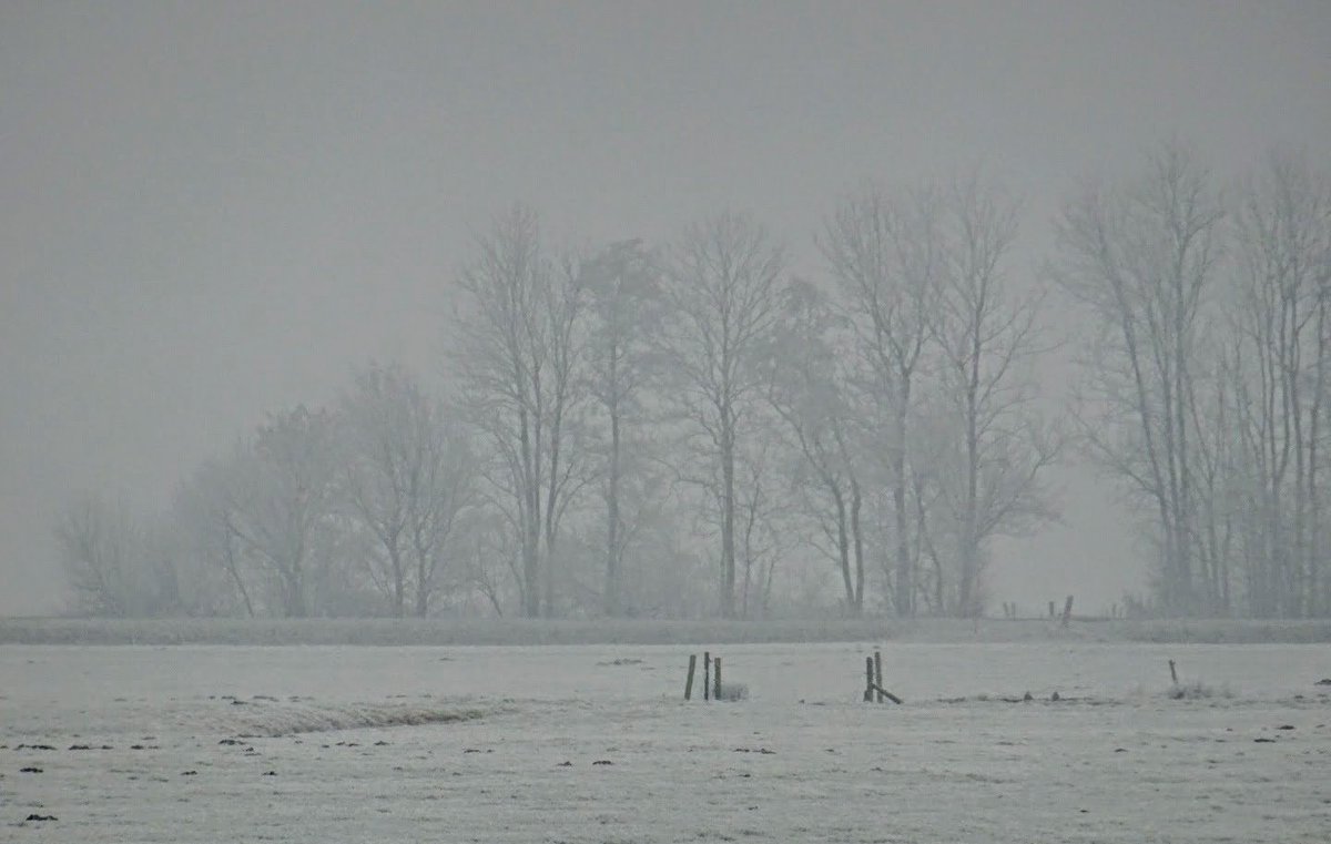 WillyVeldsink's tweet photo. Vandaag was de wereld ook zó adembenemend mooi.....#verstild #mooi #blijvan
@waarneming @LandschapOV @MooiOverijssel @volgdenatuur https://t.co/iMWUc4lqkR