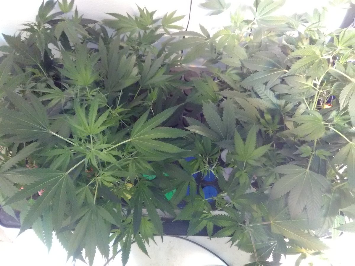 williehempseed's tweet photo. Good timing @fishnure. These'll be rooted in about a week & they'll be getting compost tea made with #Fishnure in #Batch64 "Pioneer" Coco 😁 https://t.co/OLUcnghbE9
