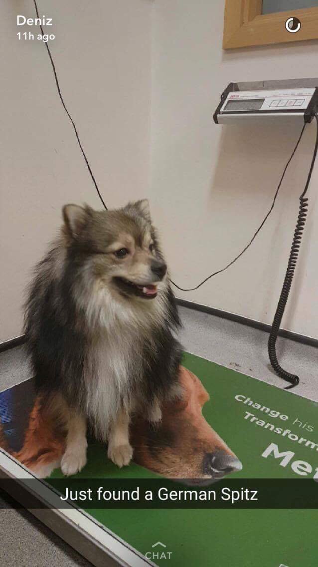 KarenKK68's tweet photo. @RBKC #found #dog  German #Spitz #yogi SW7 https://t.co/Ik9bNf8R6o https://t.co/8U6AHEedys