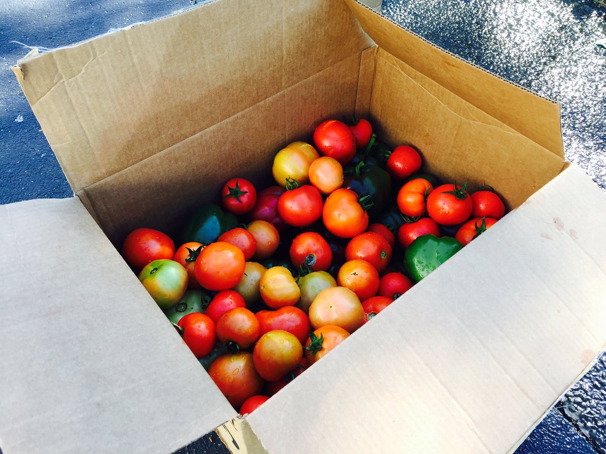 sharpbiology's tweet photo. 2nd harvest for the 2016-2017 school year, and donated to St. Vincent De Paul!! @BarronCollier @BCHGreenGroup @collierschools #ccpssuccess https://t.co/aE8nbJpEu6