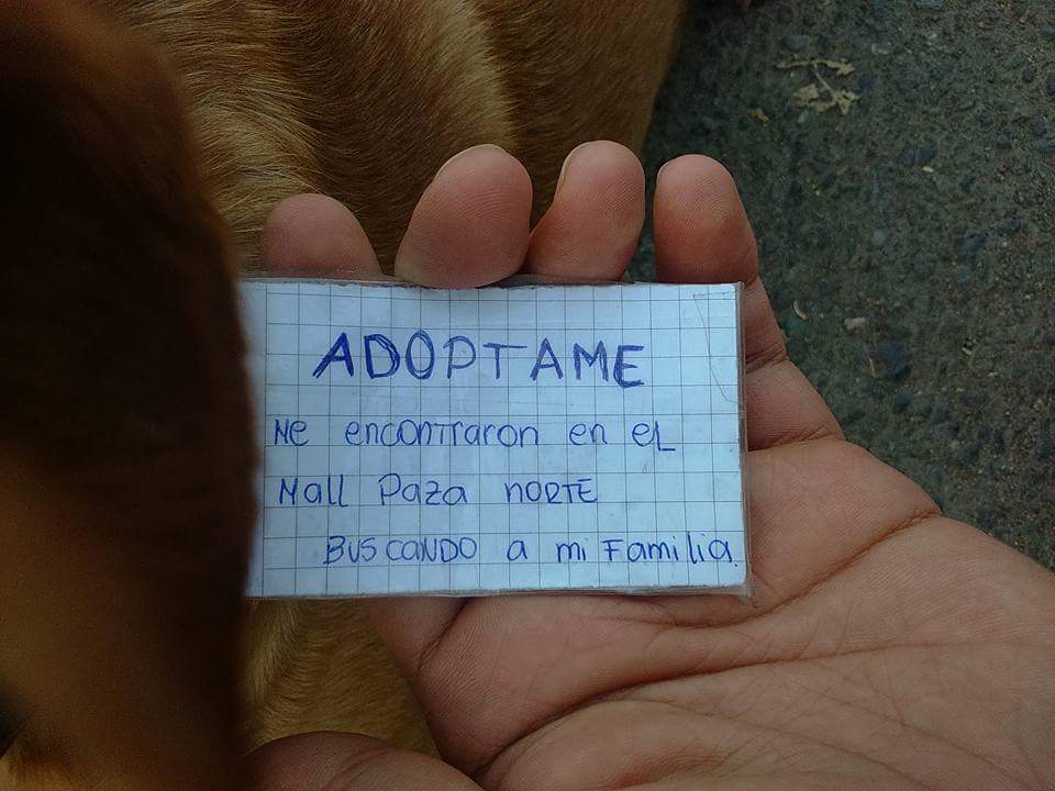 Euge_erices's tweet photo. Mi sobrino me envía estas fotos, dejaron abandonado a este perrito el Mall plaza Norte con nota en su collar @pewos @lindorfovet Q triste 😭 https://t.co/3HDBIGWtTz