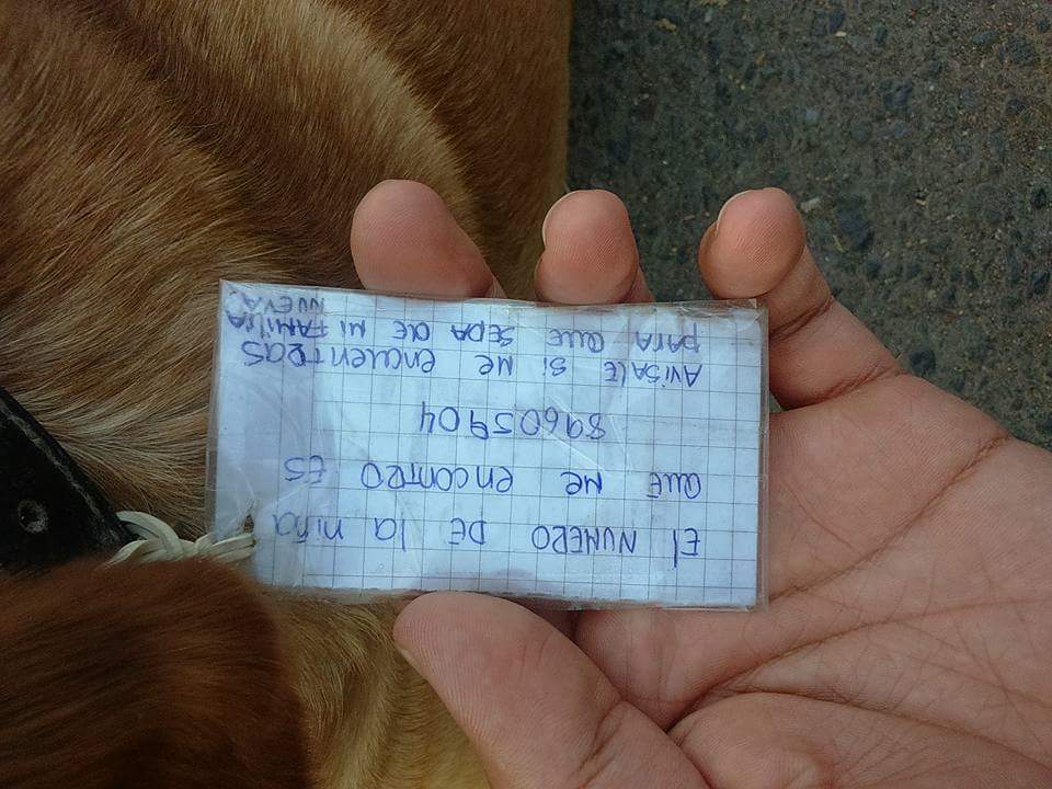 Euge_erices's tweet photo. Mi sobrino me envía estas fotos, dejaron abandonado a este perrito el Mall plaza Norte con nota en su collar @pewos @lindorfovet Q triste 😭 https://t.co/3HDBIGWtTz