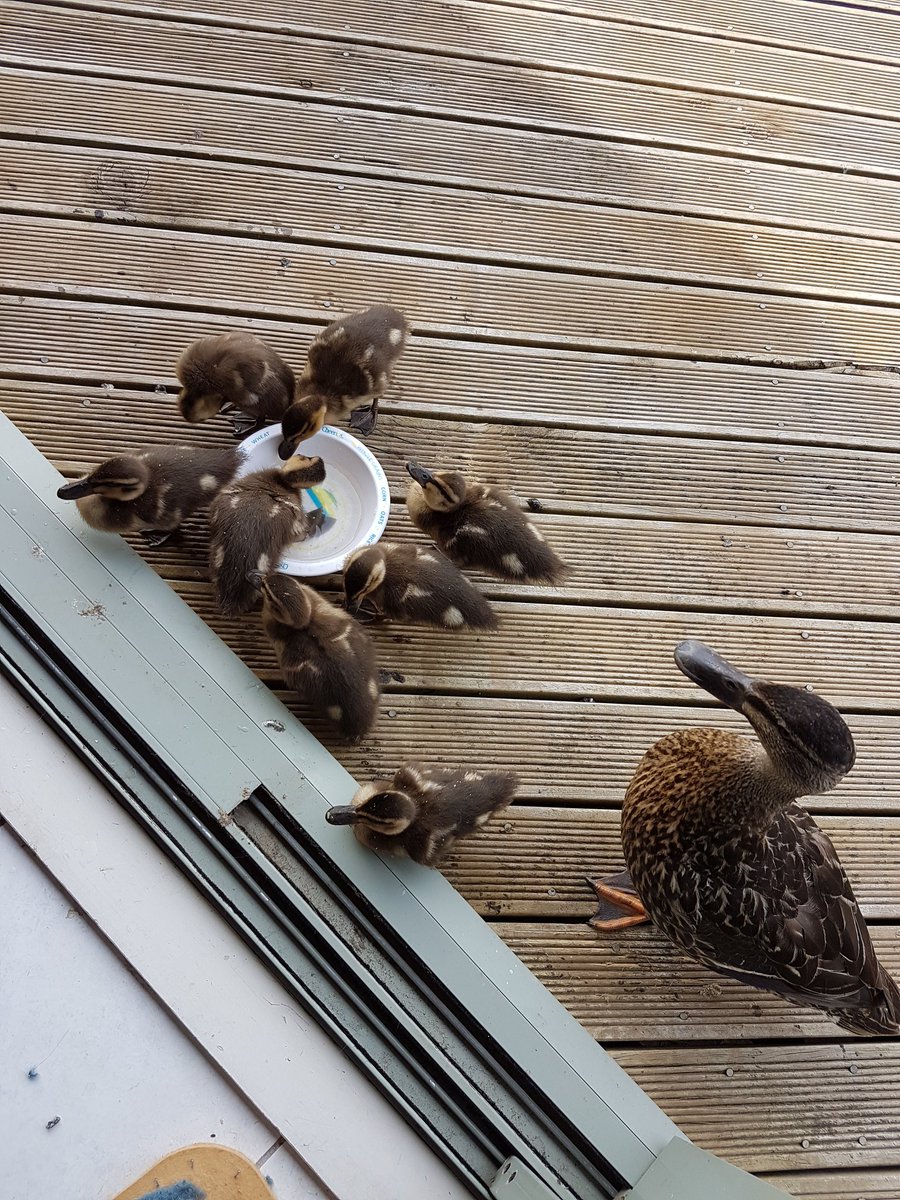 Cukeyishere's tweet photo. I had to put the cat water outside because they keep waddling in to drink from it #duckslife #fluffybums https://t.co/VRyucVTkYl