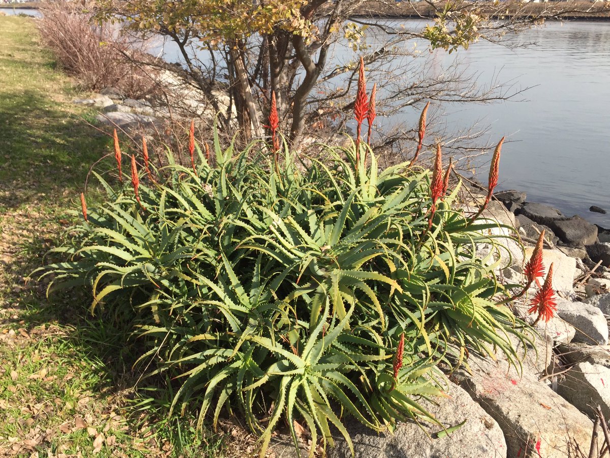 hojaluna's tweet photo. アロエの花。こんなにたくさん初めて見た！
#aloeflower #aloe #flowers #blooming #flowerbud #green #leaves #riverside #december #tokyoeastside #strongnature https://t.co/WCGuMSskOk