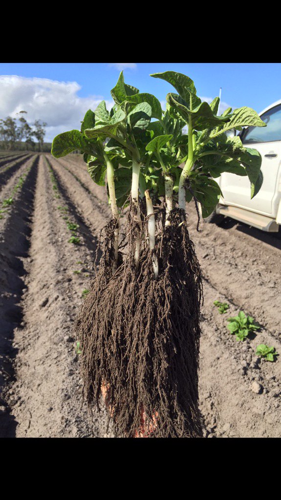 dan_potatoes's tweet image. #potatoes are up &amp;amp; away. Showing awesome #root growth with soilset &amp;amp; compaid in furrow @AlltechCropSci @fry_anna32