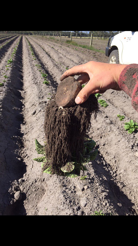 dan_potatoes's tweet image. #potatoes are up &amp;amp; away. Showing awesome #root growth with soilset &amp;amp; compaid in furrow @AlltechCropSci @fry_anna32